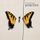 Cover de l'album de Brand New Eyes