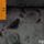 Cover de l'album de Introverted Intuition