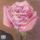 Cover de l'album de The Peggy Lee Songbook : There'll Be Another Spring